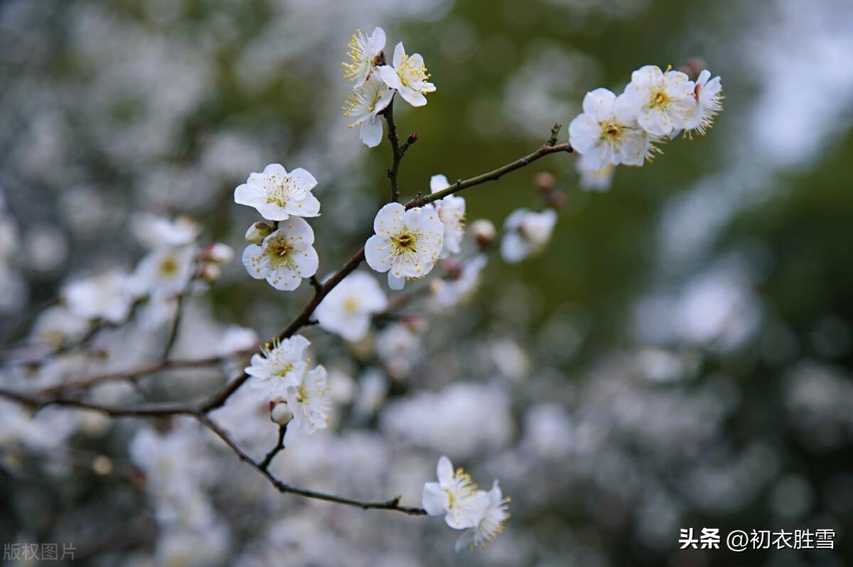 相思如桃李，最新章节揭晓！