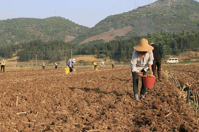 云南罗平生姜最新价格动态与市场影响分析