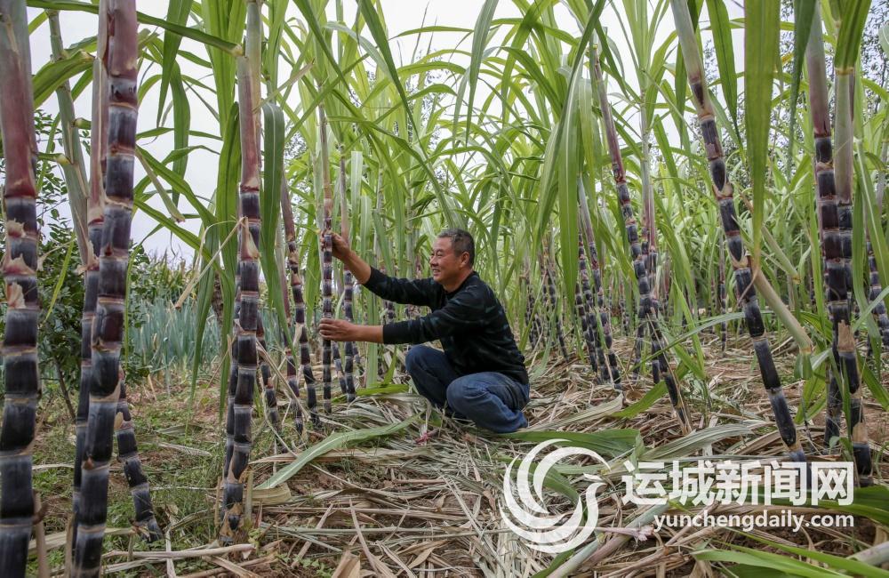 黑皮甘蔗最新栽培技术详解