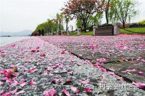 落花网最新探索地址，开启你的发现之旅