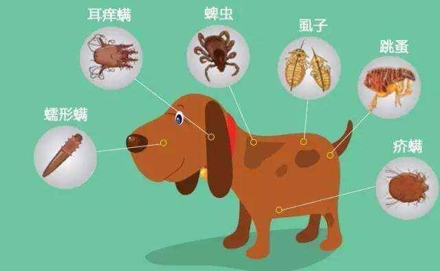 全年资料免费大全正版资料最新版,怎么判断狗狗体内有虫_审阅版5.115