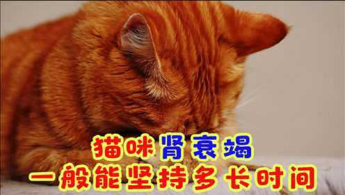 全年资料免费大全正版资料最新版,猫咪肾肿大_领航版9.90