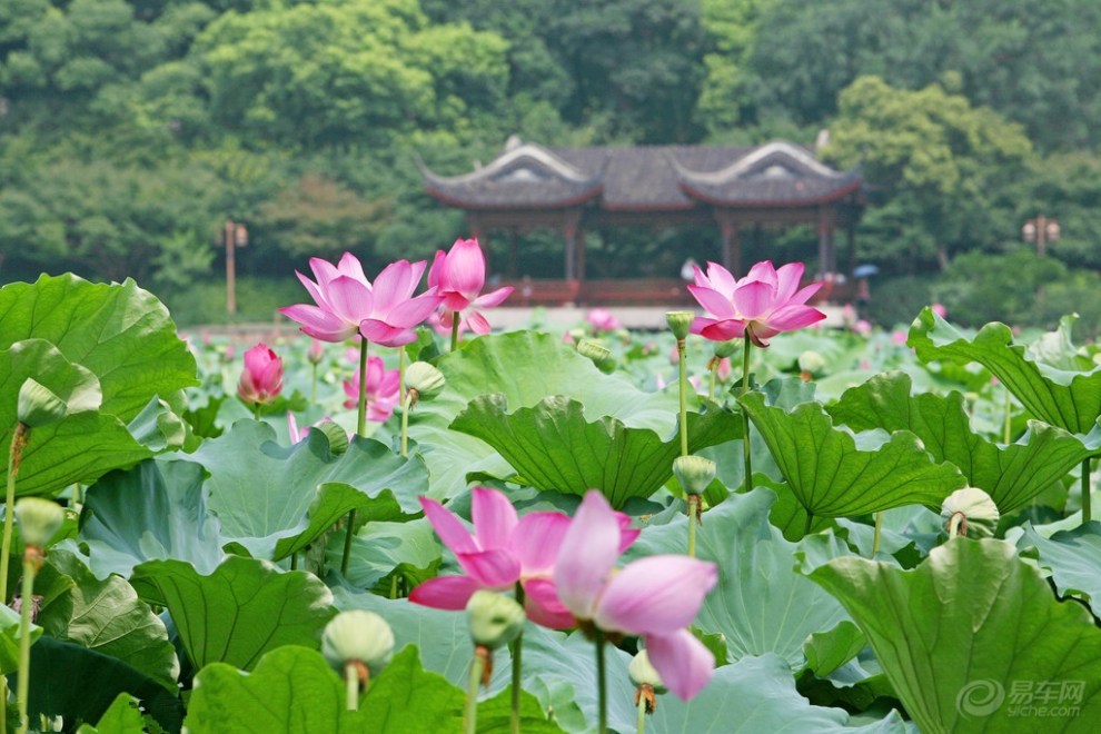 荷花论坛，最新动态探索前沿话题，展现多元魅力平台