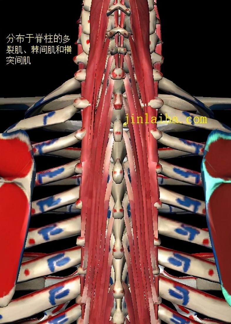 腰椎最新研究进展及其影响力概述