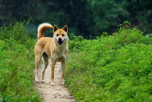 超越想象的忠诚与智慧，最新神犬揭秘