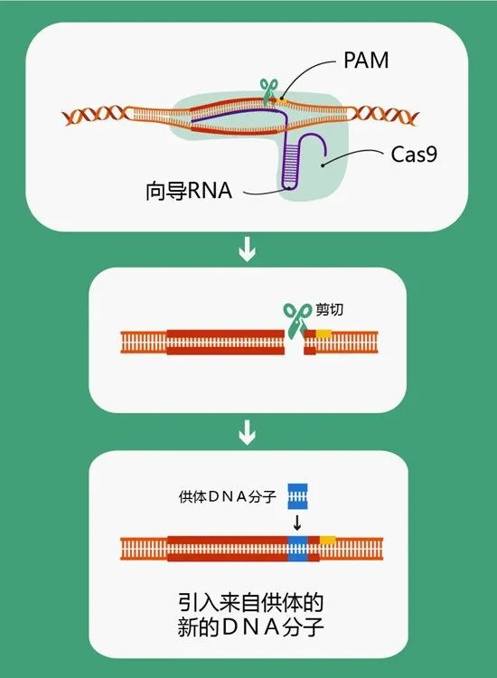 今晚澳门必中三肖图片,理论分析解析说明_pack92.208