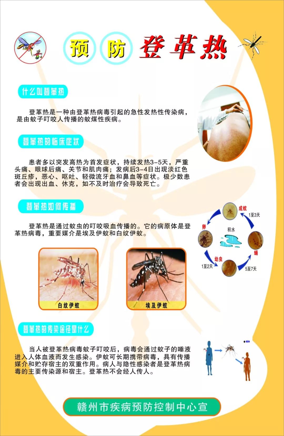 登革热最新动态及应对策略解析