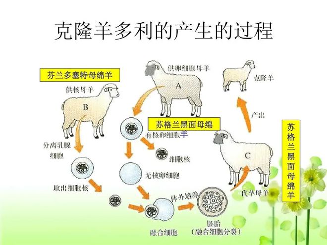 克隆技术最新进展，科学突破与前沿挑战