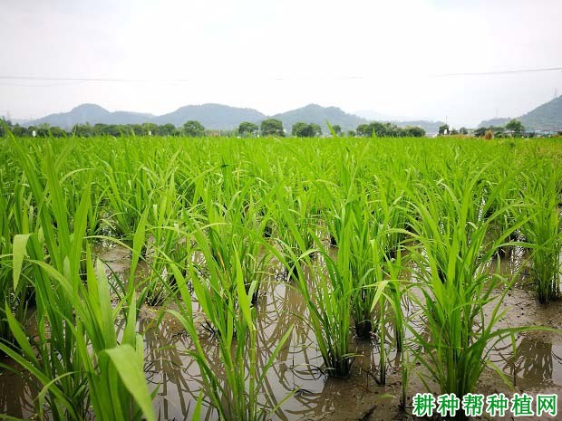 最新水稻种植技术，农业现代化的核心驱动力