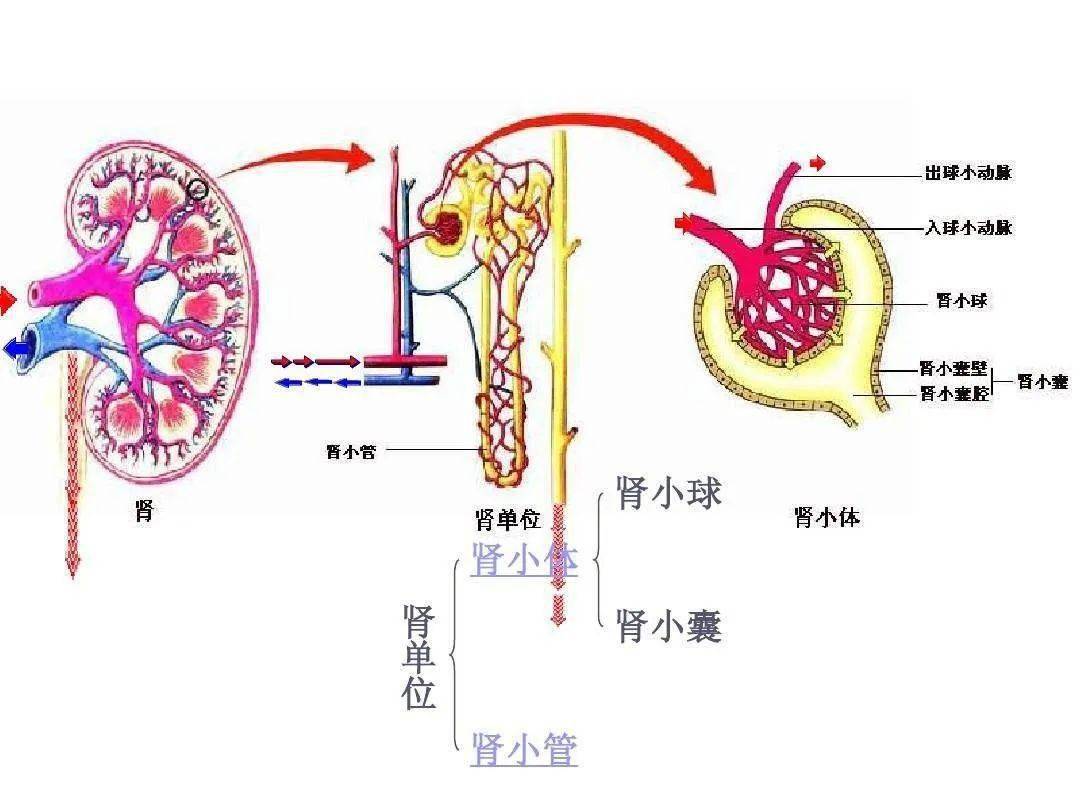 肾脏再生研究，最新进展中的突破与挑战并存