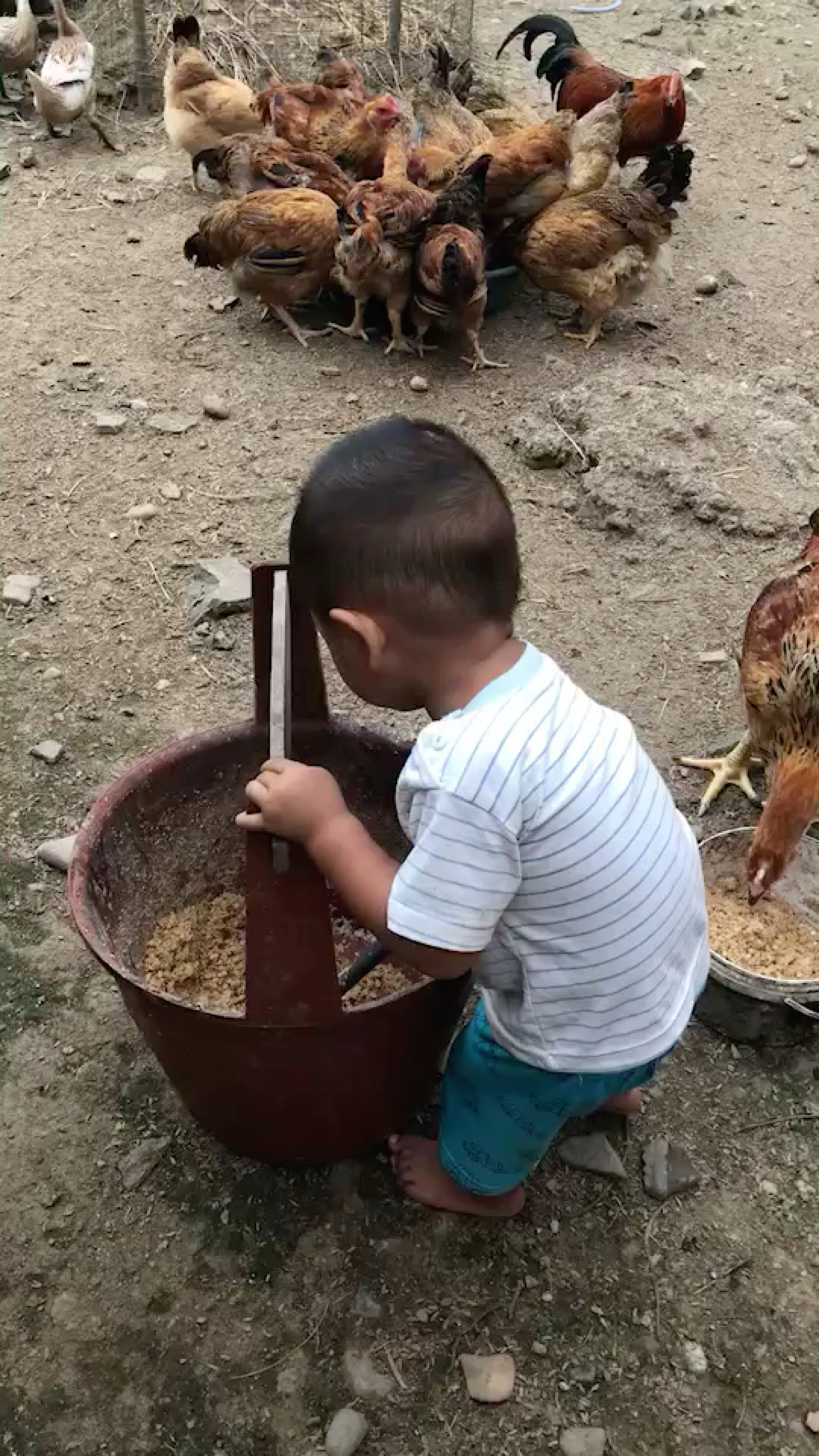 生活小妙招，轻松喂鸡的小技巧分享