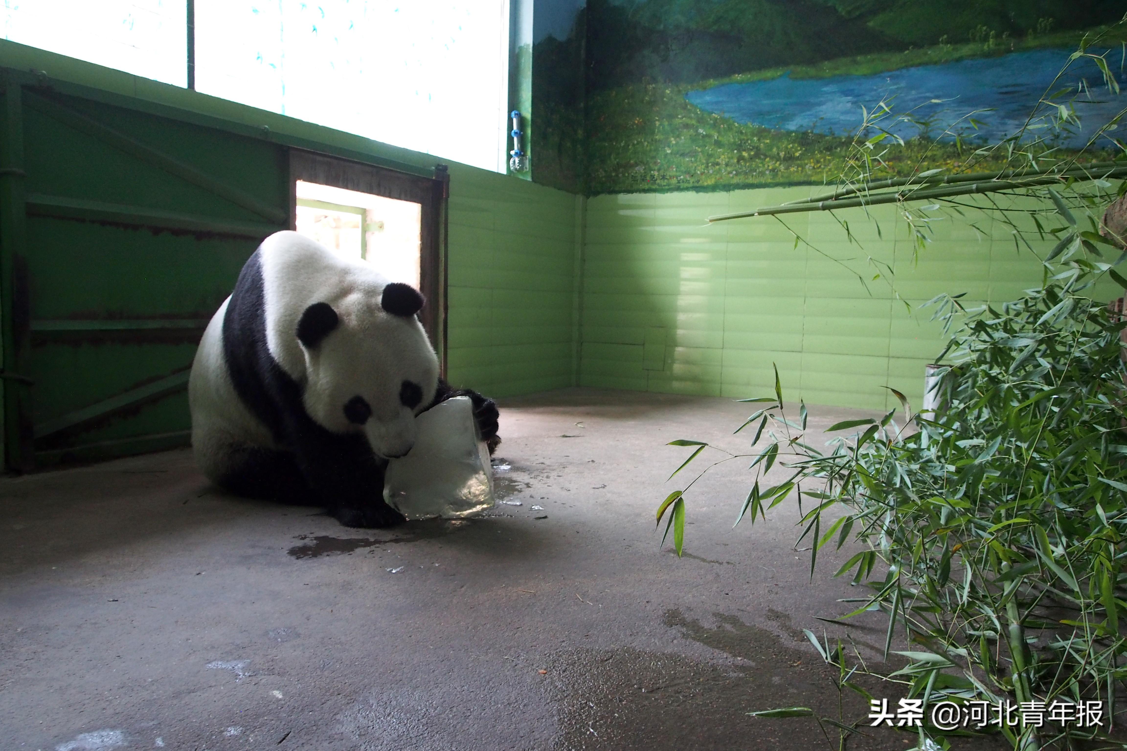 动物生存智慧，生活小妙招与自然界生存技巧探索视频